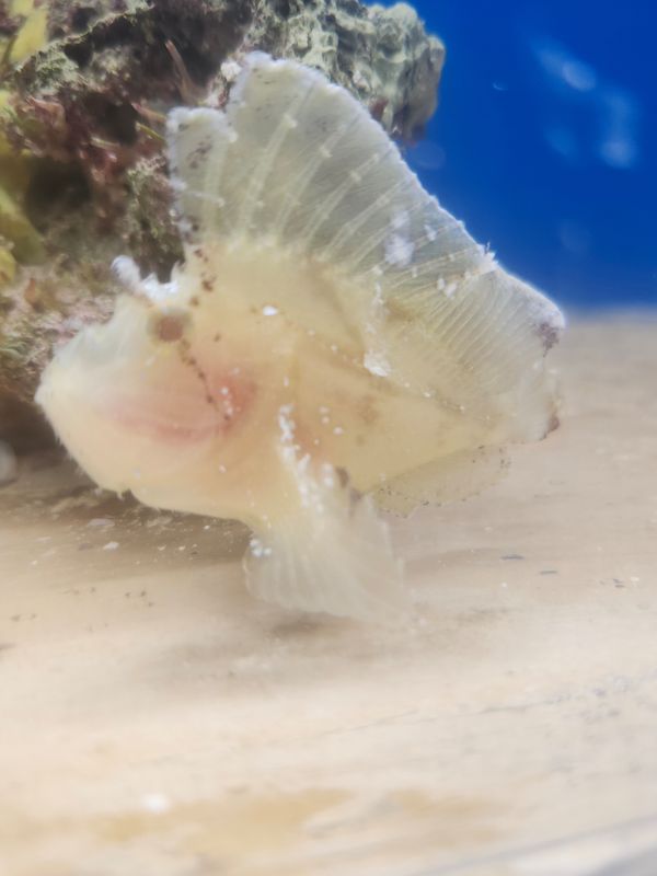 Yellow leaf fish