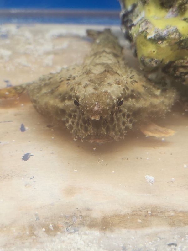 Walking batfish