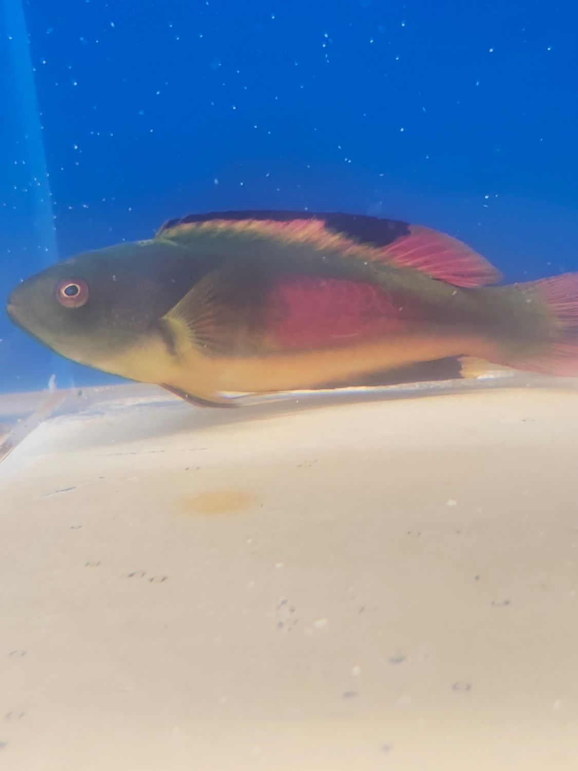 Scott&#39;s fairy wrasse