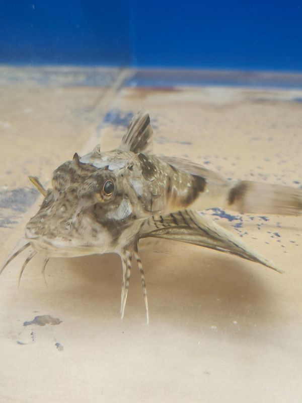 Sea robin
