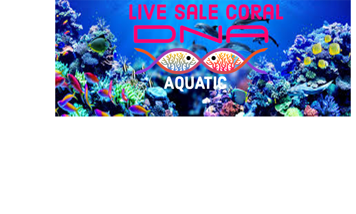 Live Coral Sale