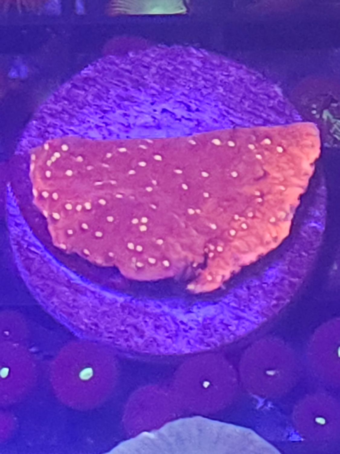 C6