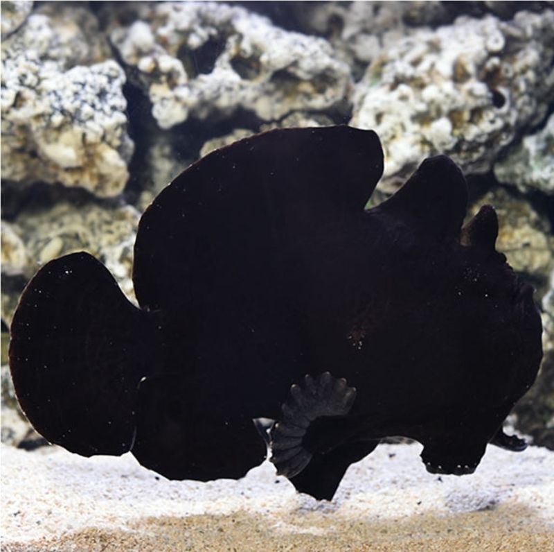 Anglerfish Black XL
