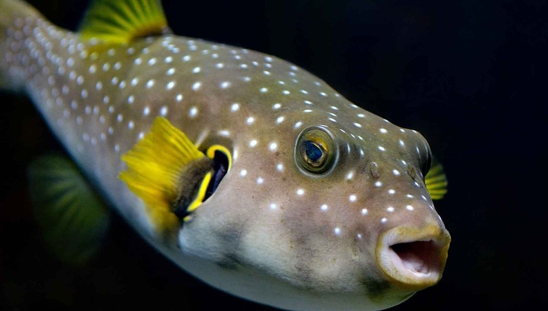 White spot hawian puffer