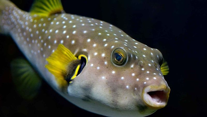 White spot hawian puffer