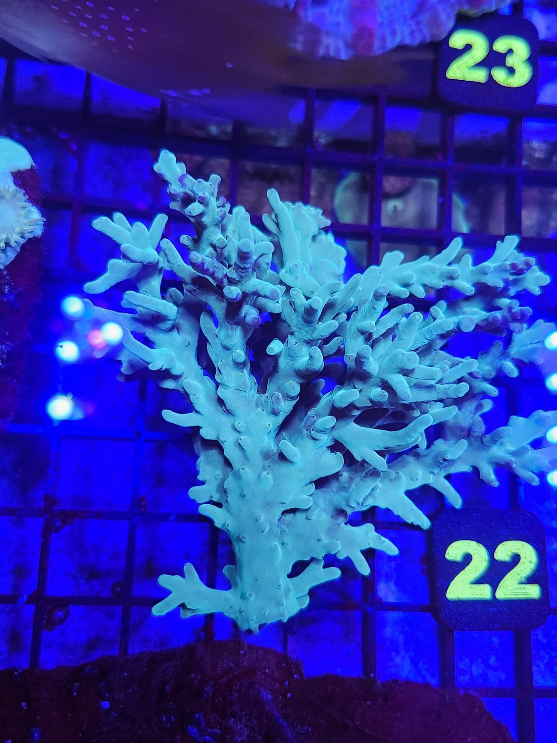 N22