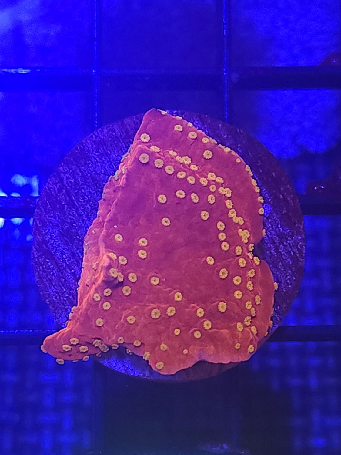 D1