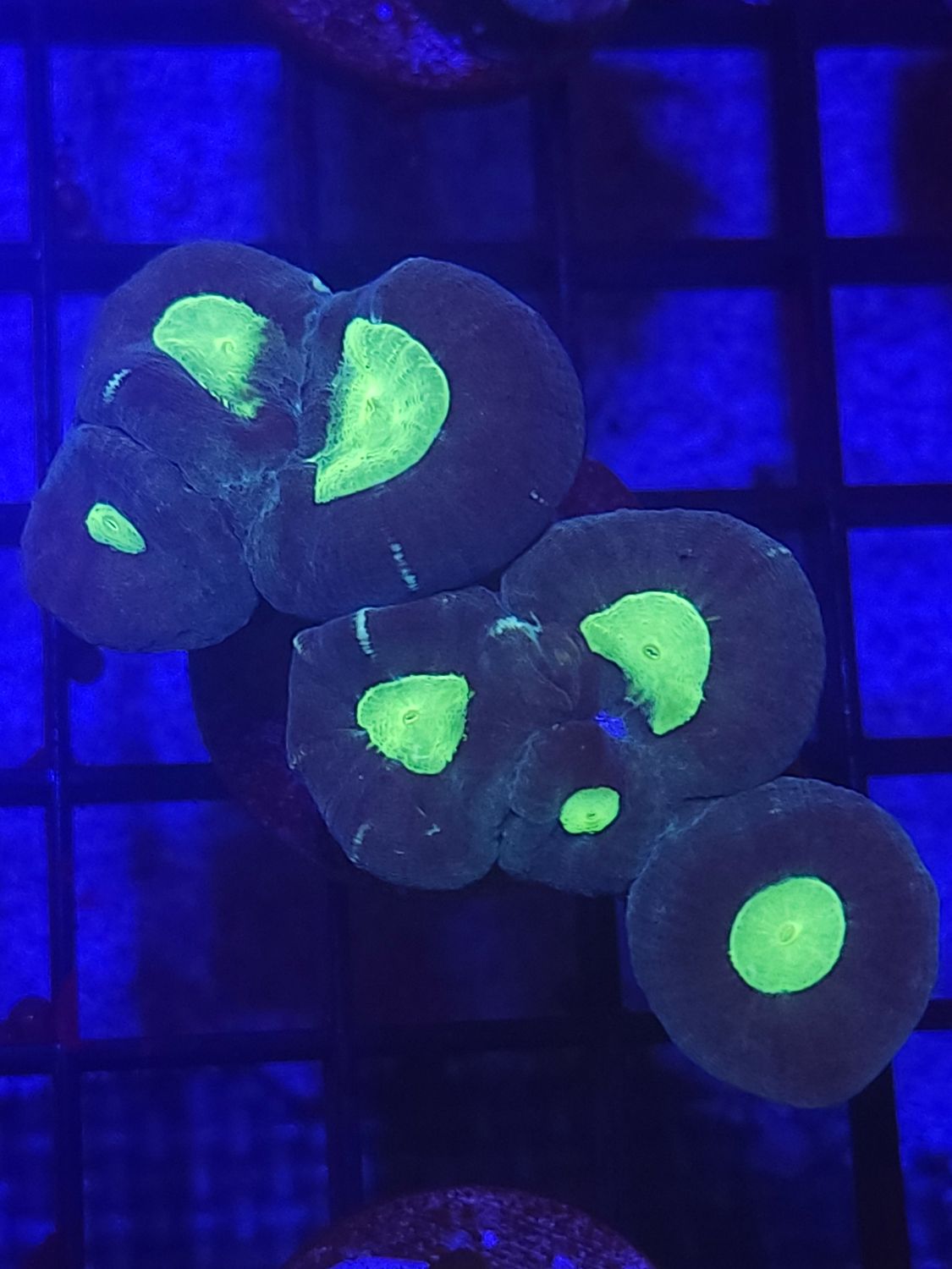 C2