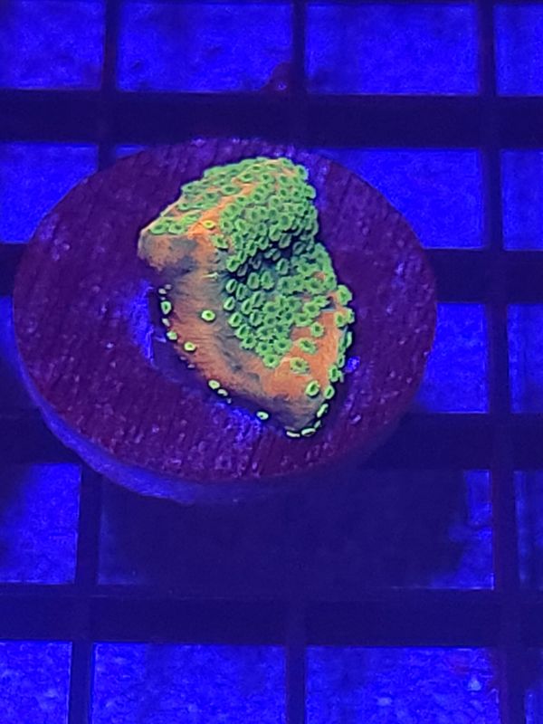 D8