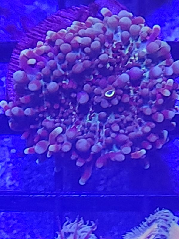 E4