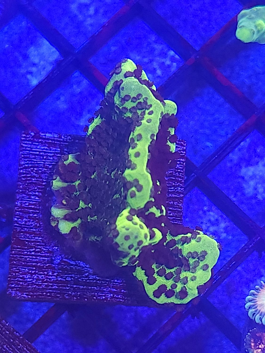 H2