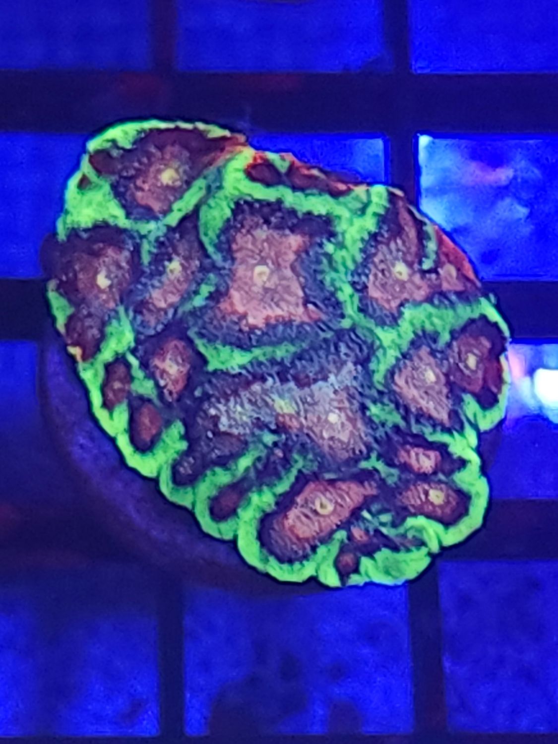 G10