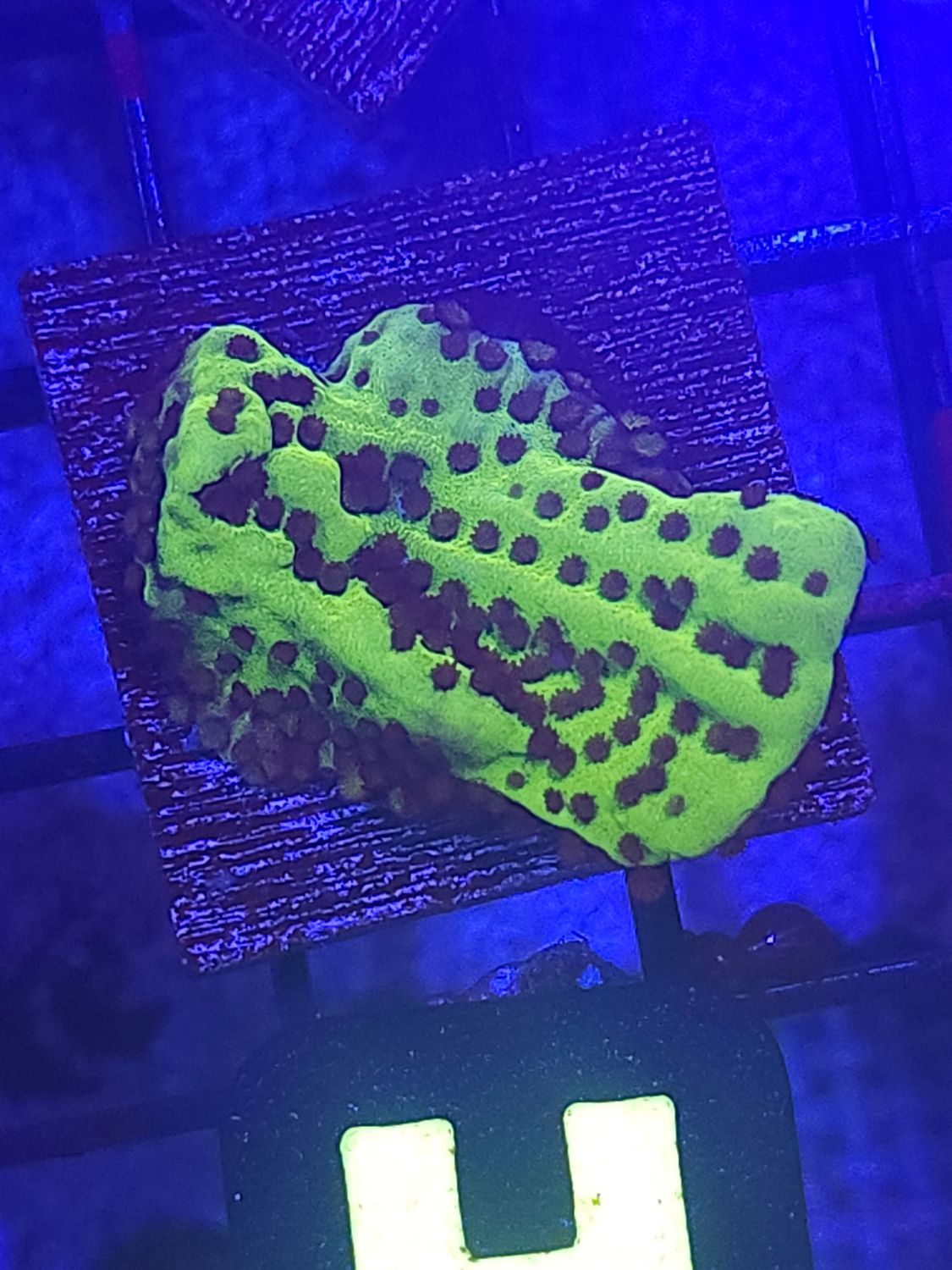 H1