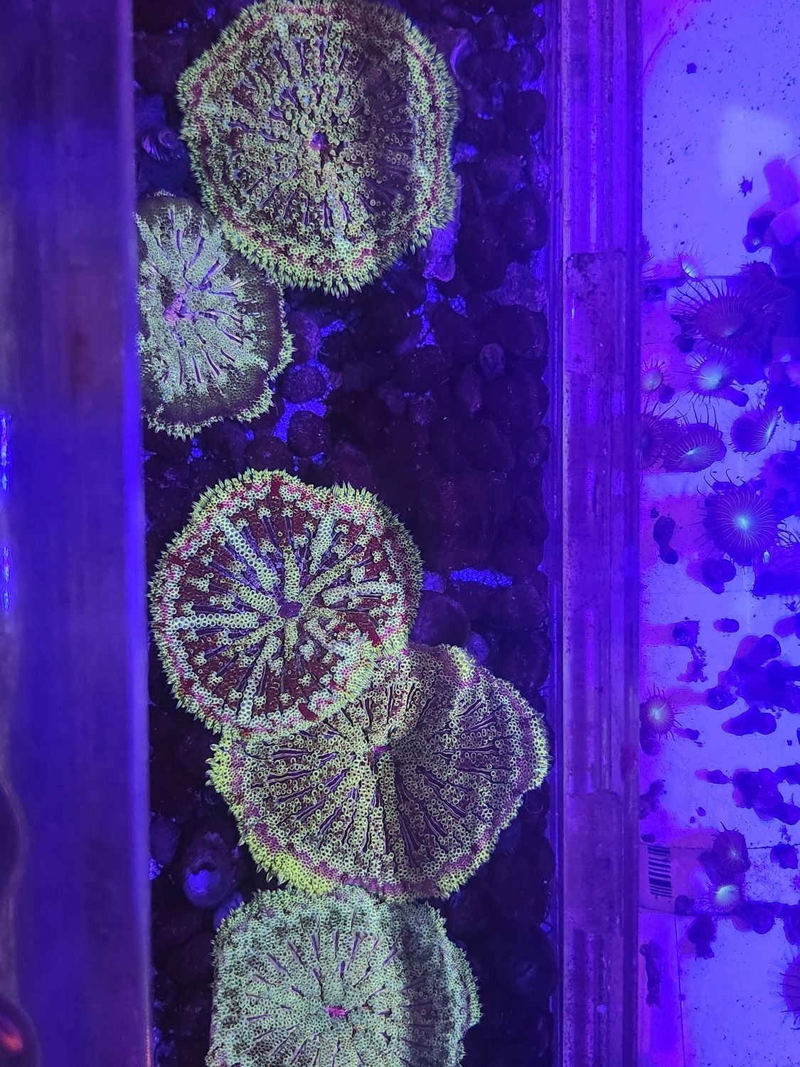 Mini Max Carpet nem assorted 