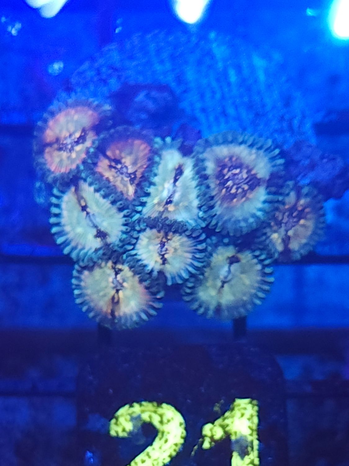 O21