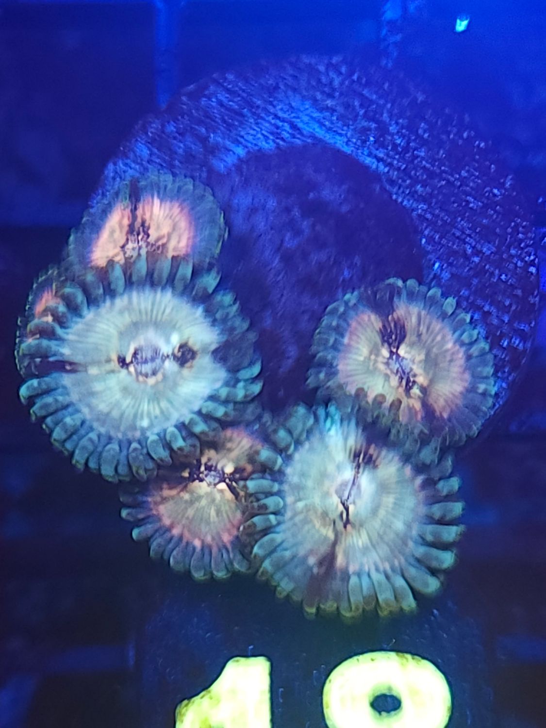 O18