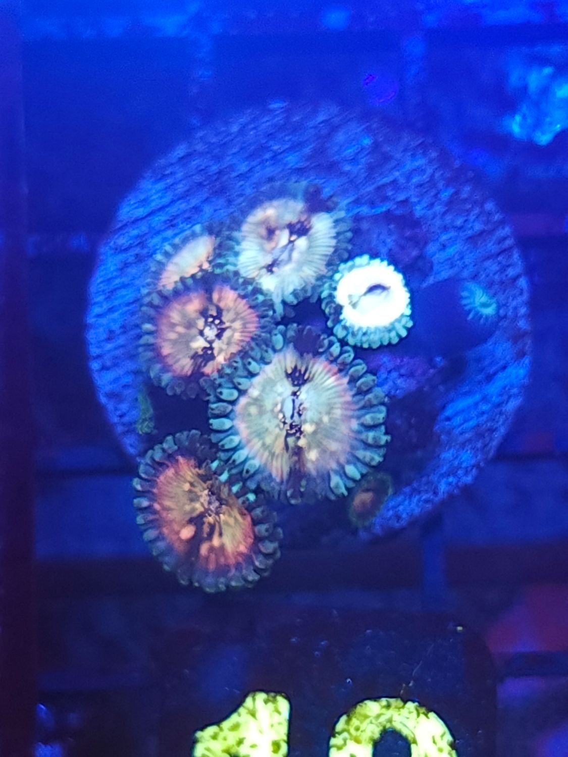 O19