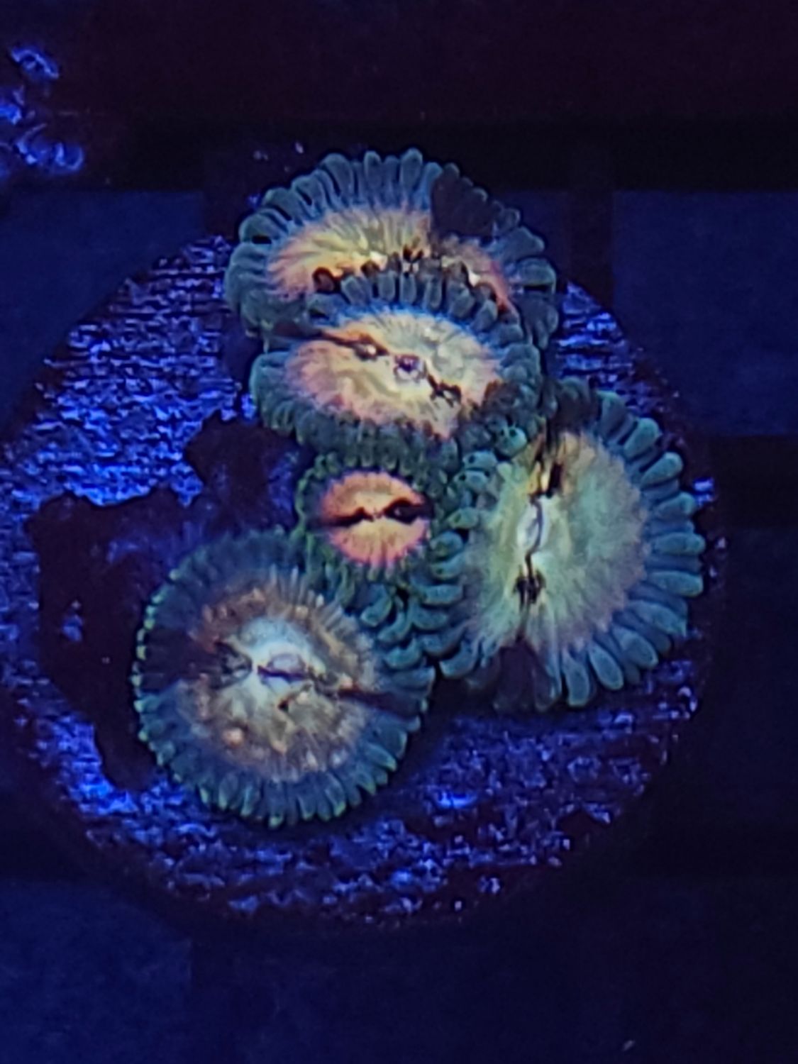 S16