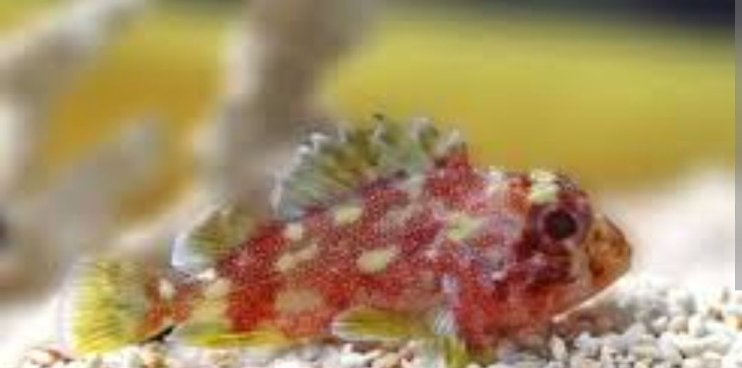 Yellow Spot Scorpionfish