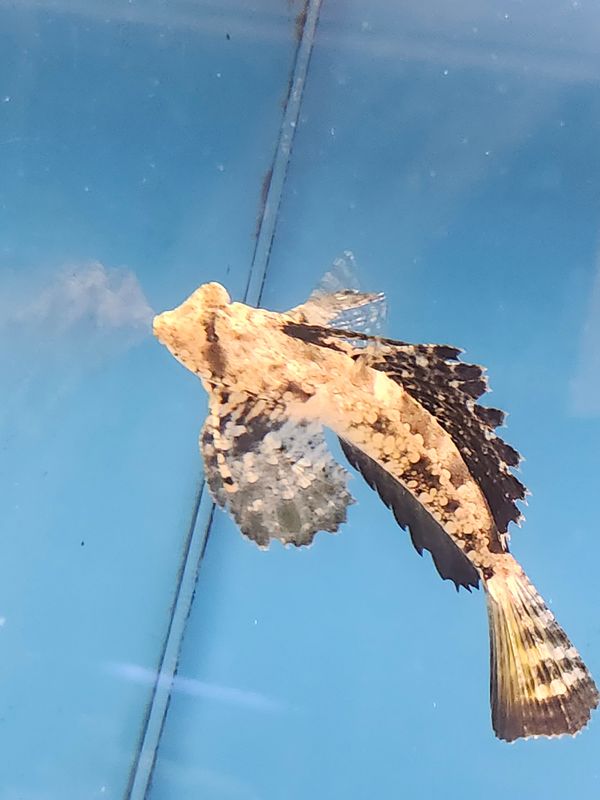 Hi Fin Scooter Blenny