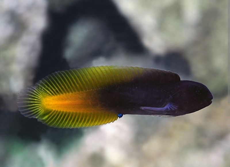 Yellow tail blenny