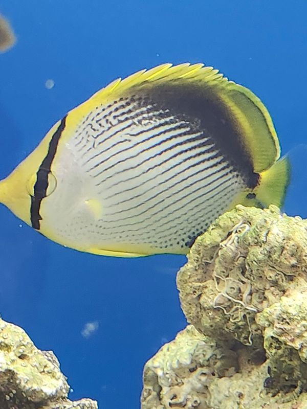 Black back Butterflyfish