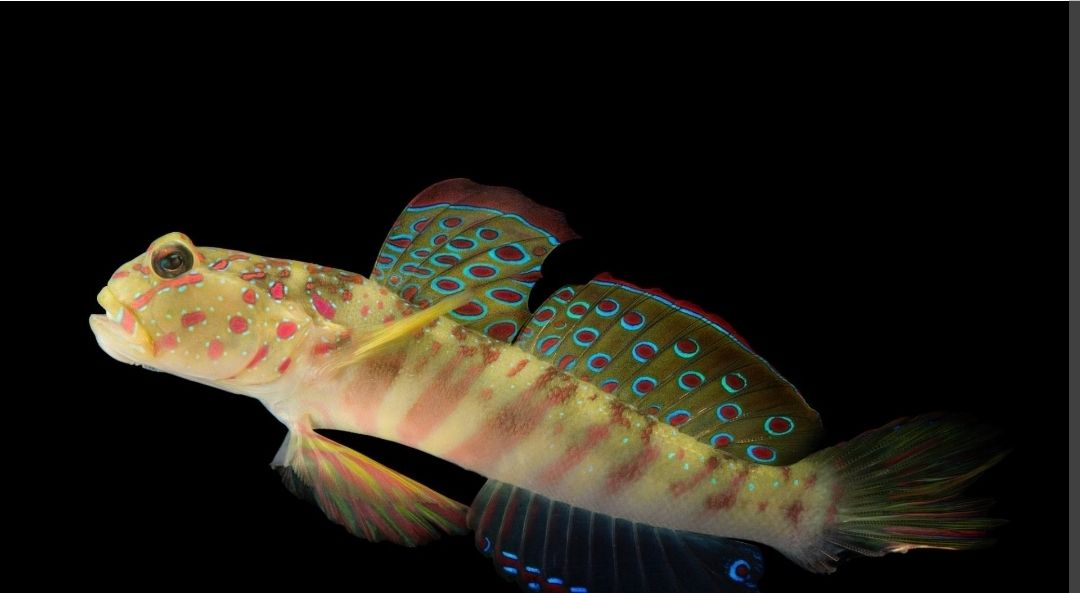 Pink spot goby