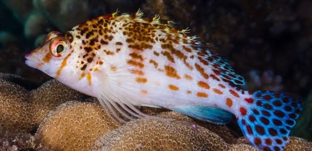 Falco hawkfish