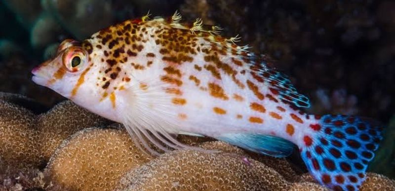 Falco hawkfish