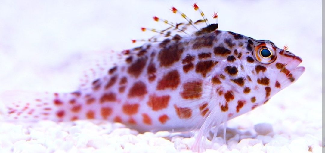 Spotted hawkfish