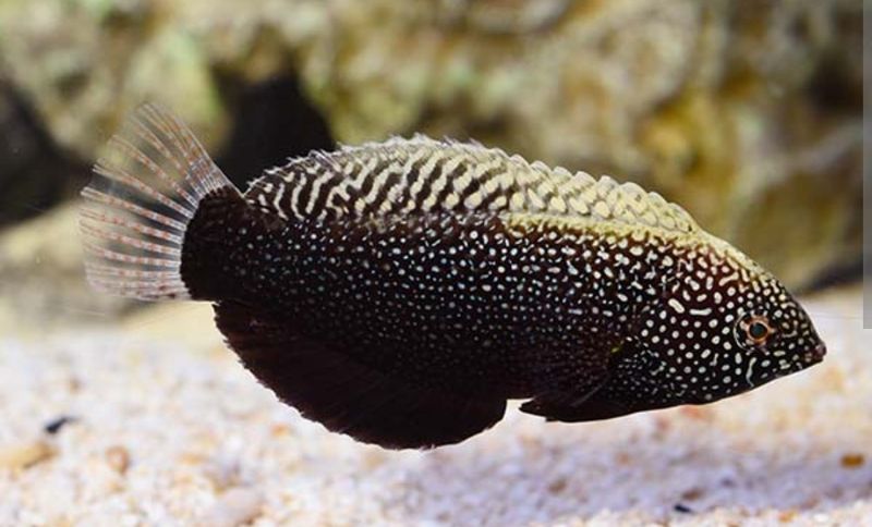 Black lepperd wrasse