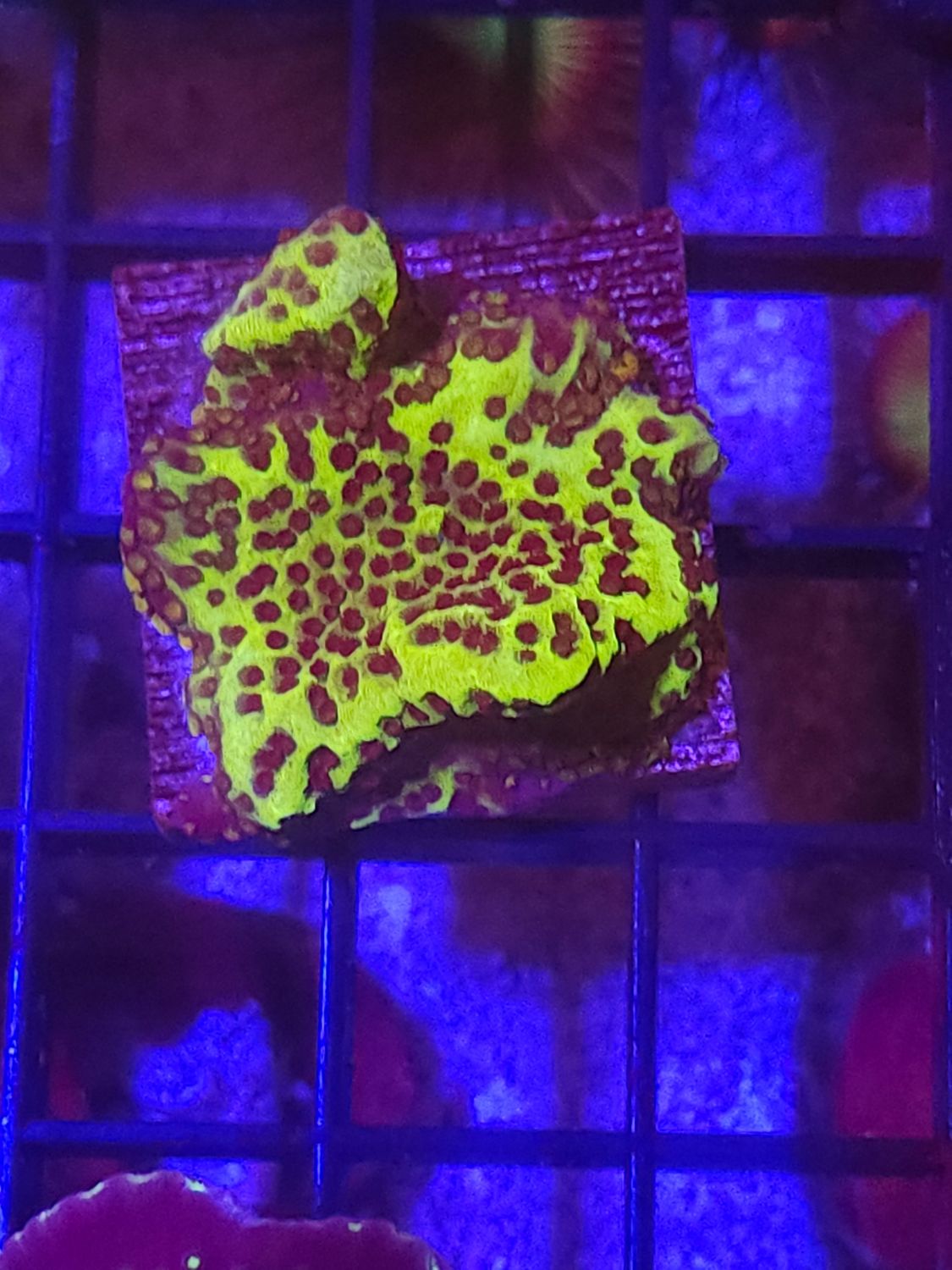 A4