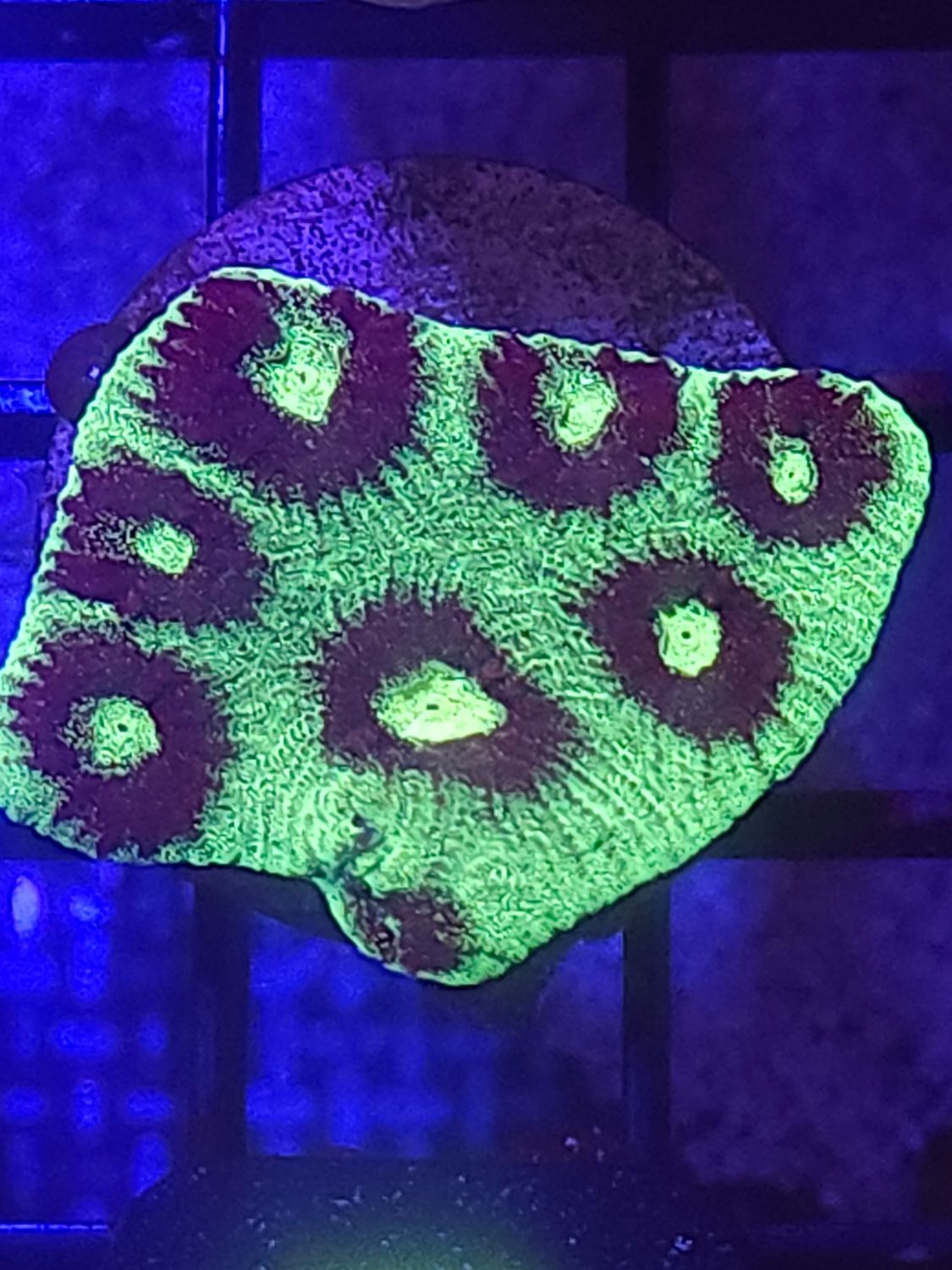 C1