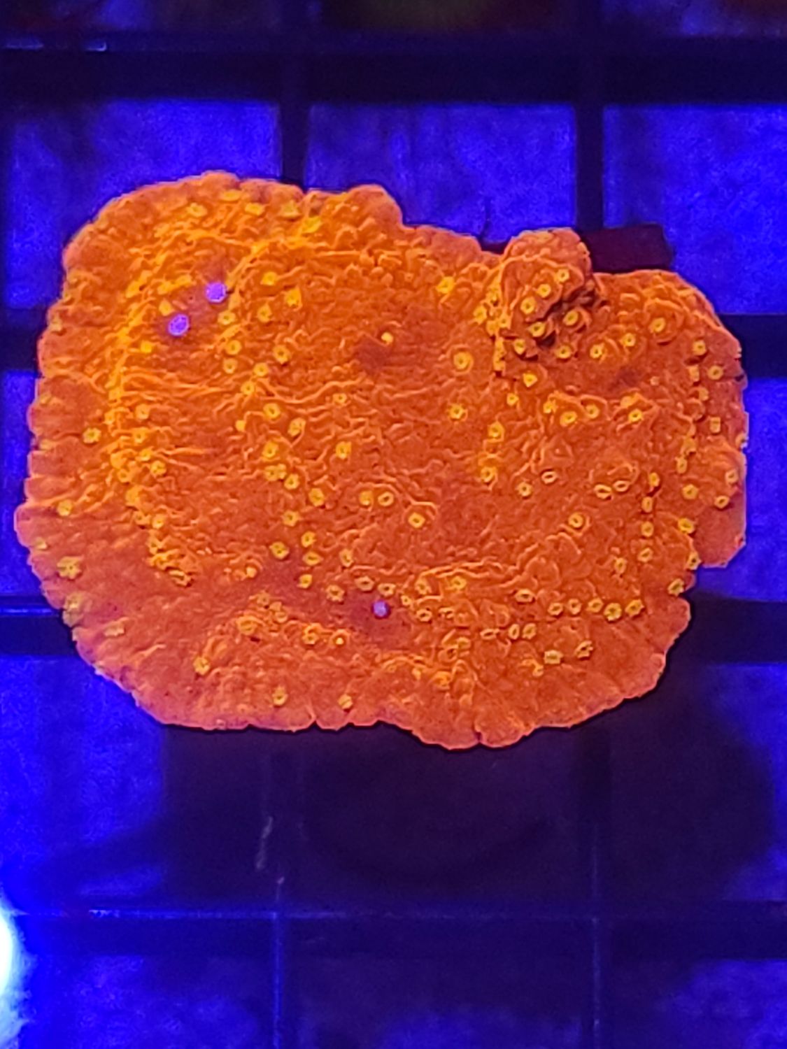 D4