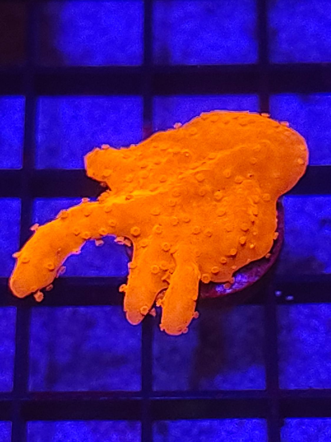 E7