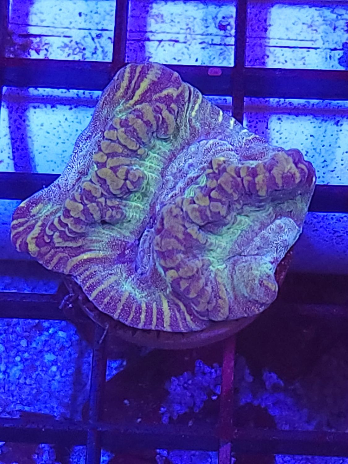 K5