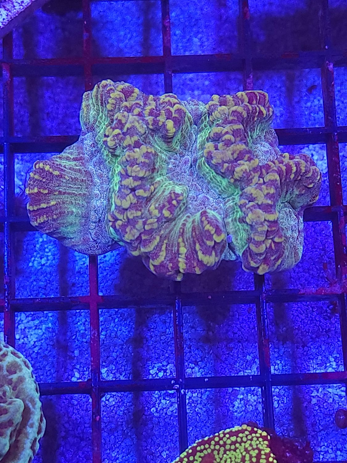 J3