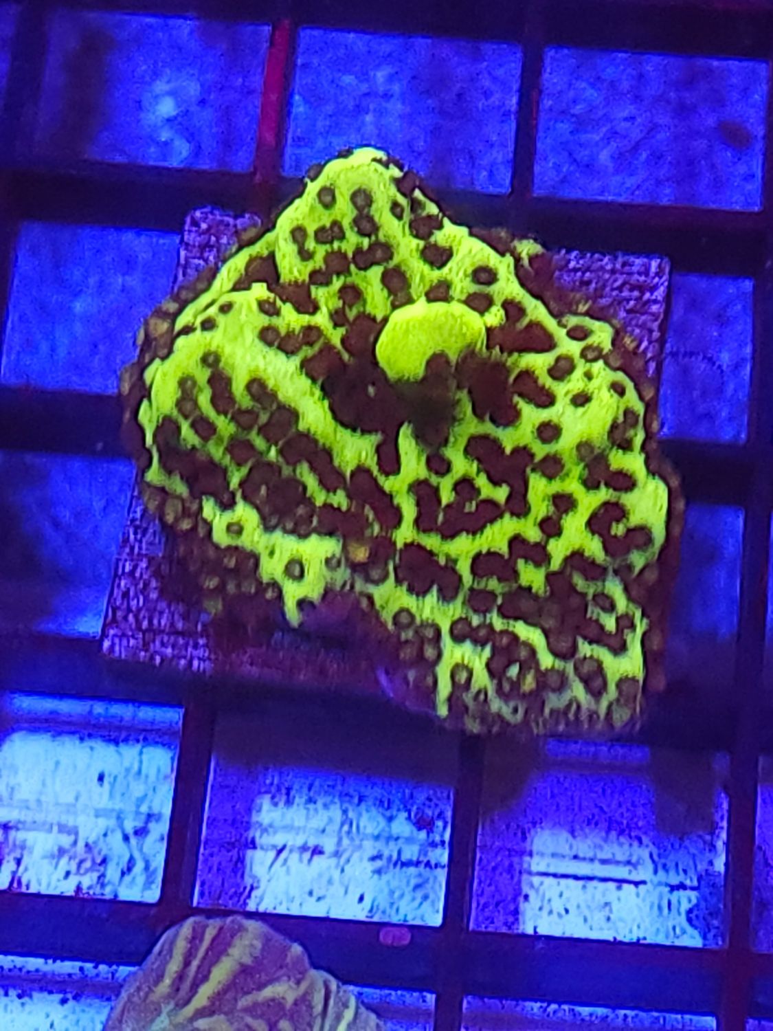 K6
