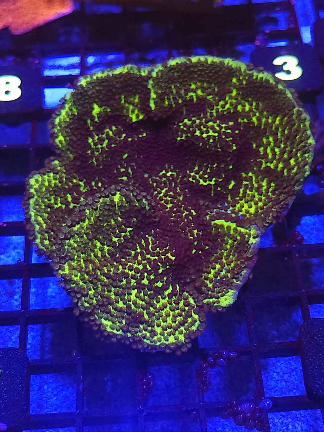 N2
