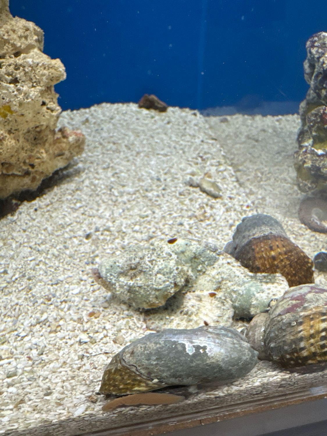 Flashing Scorpion Fish