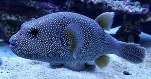 guinea fowl dogface puffer fish