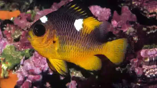 gold belly domino  damsel