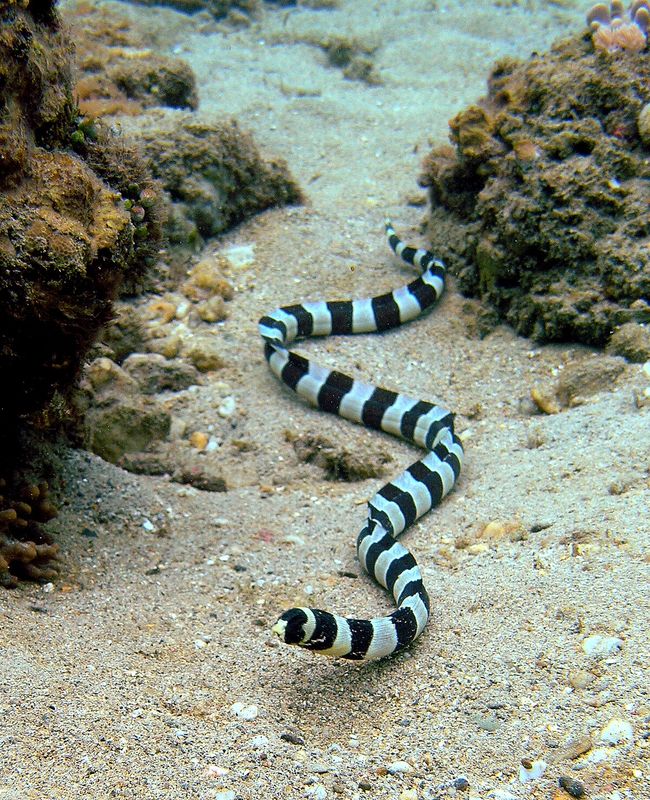 banded snake eel