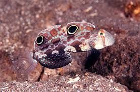 signal goby
