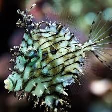 tasseled filefish