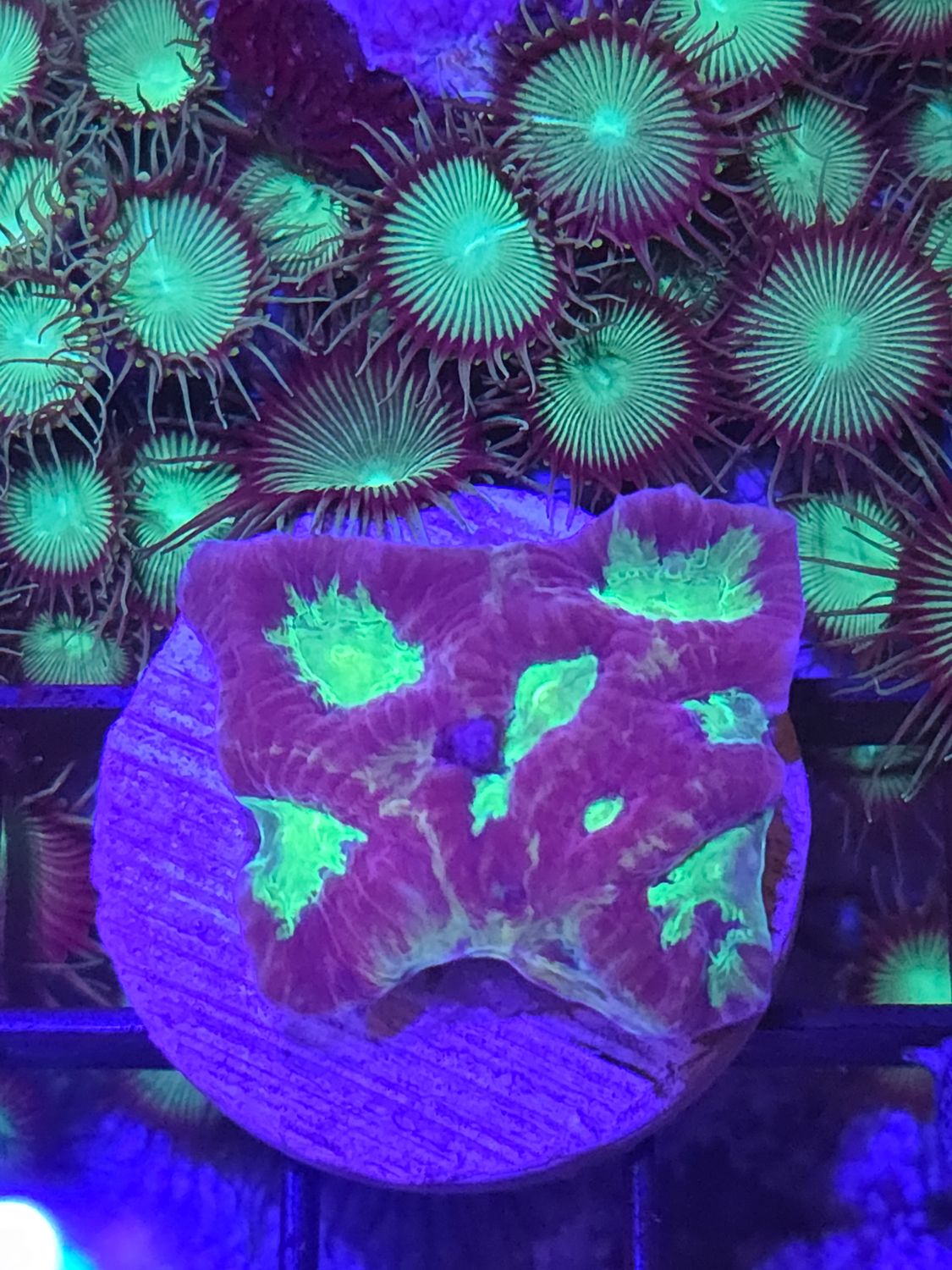 D5