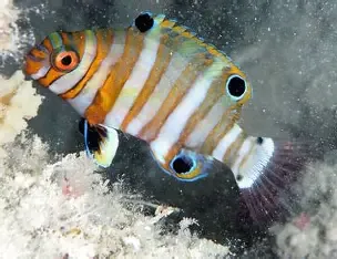 harlequin tusk wrasse