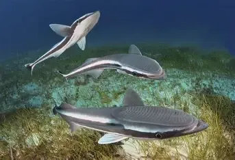 remora shark