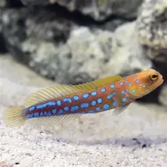 bule spot jaw fish