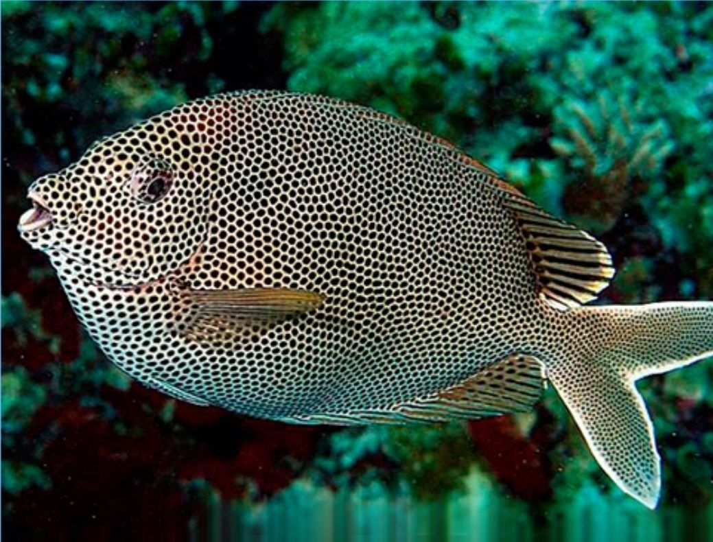 Starry Rabbitfish